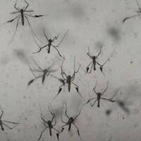 waspada-hoax-ini-dia-fakta-fakta-tentang-nyamuk-wolbachia-dan-isu-genetik-lgbt