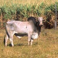 kalau-masih-ada-3-hewan-ini-berarti-kiamat-masih-lama-benarkah
