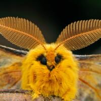 7-serangga-menakjubkan-yang-dapat-kamu-temukan-di-alam-liar