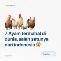7-ayam-termahal-di-dunia-salah-satunya-dari-indonesia