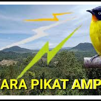 download-suara-burung-kutilang-emas-pikat-mp3