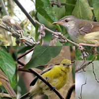 download-suara-burung-ribut-kompilasi-cocok-untuk-pancingan-burung-yang-macet-bunyi