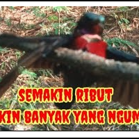pesona-kolibri-memahami-karakteristik-burung-paling-kecil-dan-penuh-energi