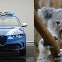 alfa-romeo-tonale-dipilih-menjadi-mobil-patroli-baru-polisi-italia