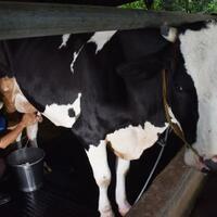 saya-pejabat-dengan-program-susu-gratis-tapi-78-susu-ri-masih-impor-solusinya-gan