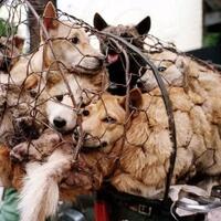 solo-pusat-konsumen-daging-anjing-ekonomi-syariah-omong-kosong