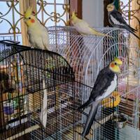 8776877698299829-penggemar-cockatiel---falck---parkit-australi-9829982987768776