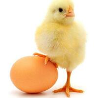 keajaiban-alam-bagaimana-anak-ayam-bernafas-di-dalam-telur-ini-gansist-jawabannya