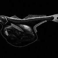 ikan-black-swallower-misteri-predator-laut-yang-memakan-buah-gomu-gomu