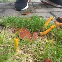 bikin-heboh-ditemukan-jamur-mirip-kelamin-pria-di-lamongan-ini-penjelasan-ilmiahnya