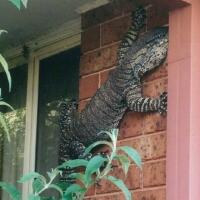 diminati-dipelihara-karena-eksotis-polisi-australia-sita-kadal-senilai-rp-12-miliar