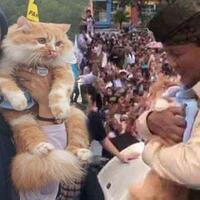 kucing-gemoy-mocacino-late-curi-perhatian-prabowo-di-batam