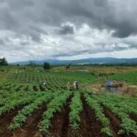 kabar-terbaru-food-estate-1000-hektar-di-humbahas-sumut-siapa-bilang-kami-gagal