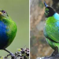 menakjubkan-peneliti-temukan-burung-di-kolombia-setengah-betina-dan-setengah-jantan