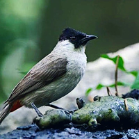 download-suara-burung-kutilang-masteran-terbaik-cocok-untuk-masteran-kutilang