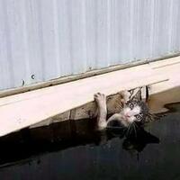 kemana-perginya-para-kucing-saat-banjir-ini-dia-jawabannya