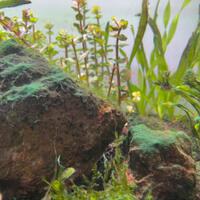 aquascape-for-everyone-learning-and-sharing---part-4