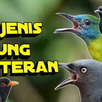 download-suara-burung-masteran-untuk-burung-kecil-mp3