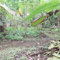 tanah-dijual-di-pancoran-mas-depok-dekat-d-kandang-amazing-farm