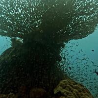 catatan-ekspedisi-damaika-table-coral-khazanah-terumbu-karang-indonesia-menakjubkan