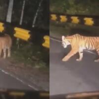 harimau-berkeliaran-di-jalanan-lampung-diduga-kalah-bersaing-dalam-hutan