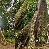 liburan-keren-sri-mulyani-rayakan-valentine-di-pohon-jodoh-mitosnya-bakal-langgeng