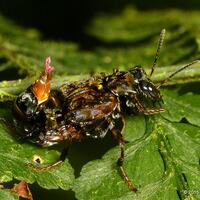 apakah-parasit-dapat-mengendalikan-pikiran-kita