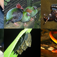 hewan-hewan-unik-khas-indonesia-yang-jarang-orang-tahu-part-3
