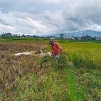 krisis-regenerasi-petani