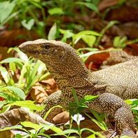 tak-hanya-turis-biawak-juga-dirudapaksa-oleh-4-pria-di-india