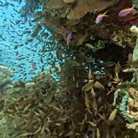 damaika-table-coral-penyumbang-oksigen-bumi-di-dasar-laut-indonesia