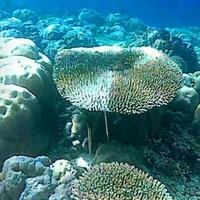 menggugat-kematian-di-dasar-laut-terumbu-karang-yang-rusak-dan-mengalami-bleaching