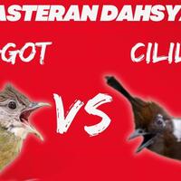 masteran-cucak-jenggot-vs-cililin