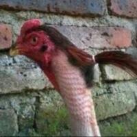 cinta-lebih-kental-daripada-darah-by-teci-and-srek