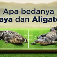 serupa-tapi-tak-sama-inilah-perbedaan-antara-buaya-dan-aligator