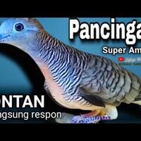 777-download-suara-pancingan-perkutut-dijamin-langsung-nyaut