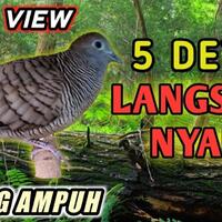 download-suara-masteran-5-menit-dijamin-langsung-nyaut-perkutut-lokal
