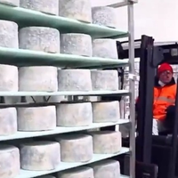 begini-proses-pembuatan-blue-cheese-keju-paling-bau-di-dunia