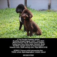 free-adopt-2-toy-poodle-puppies