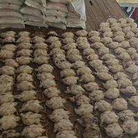 ratusan-ayam-mati-saat-pemadaman-listrik-di-ogan-ilir-pln-hanya-minta-maaf