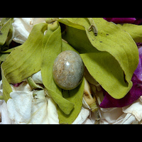 mustika-bunuh-kelamin