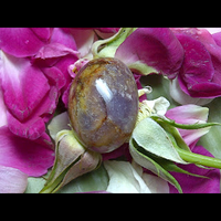 mustika-tunggang-bawok