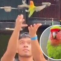 saaih-halilintar-dihujat-gegara-lepas-burung-lovebird-ke-alam-bebas