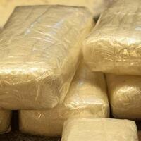 kuping-kopok-kecubung-dianggap-lebih-berbahaya-daripada-sabu-ini-faktanya-gansist