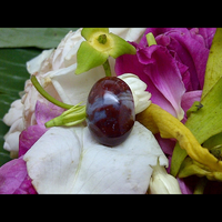 mustika-pelet-bawok