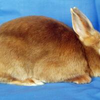 tularemia-penyakit-berbahaya-yang-ditularkan-oleh-kelinci