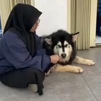 bawa-anjing-ke-minimarket-wanita-berhijab-ini-tuai-hujatan-netizen-apa-salahnya