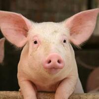 segini-harga-daging-babi-di-bali-yang-membuat-sulut-beli-babi-dari-pulau-dewata