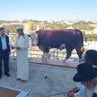 warga-israel-berlatih-ritual-sapi-merah-di-dekat-masjid-al-aqsa