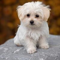 fresh-chapter-of-dear-diary---part-5